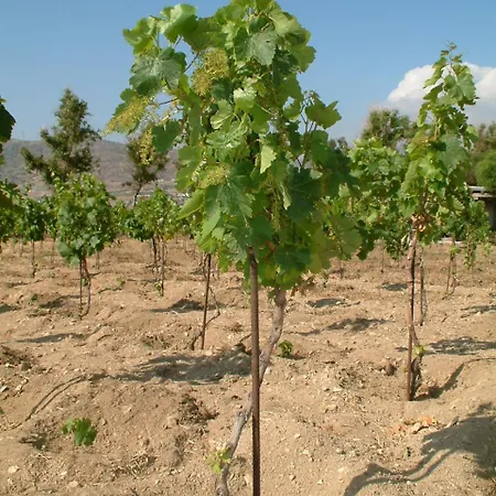 Feriehus Tsanakou Vineyard Glinado